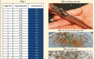 Phương thức cho ăn và quản lý thức ăn trong nuôi tôm