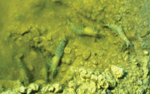 Một số bệnh phổ biến trên tôm nuôi (Phần 2)