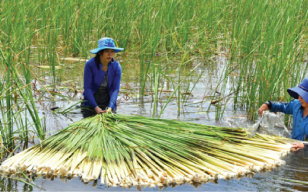 Bồn Bồn đặc sản Miền Tây Món ăn ngon tốt cho sức khỏe