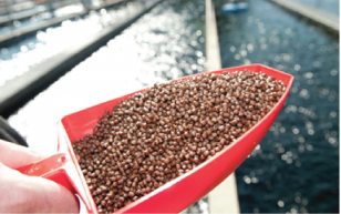 Thị trường thức ăn thủy sản năm 2020: Nhiều biến đổi khó lường