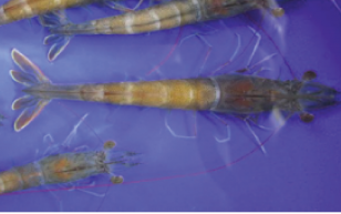 Một số bệnh phổ biến trên tôm nuôi (Phần 3)